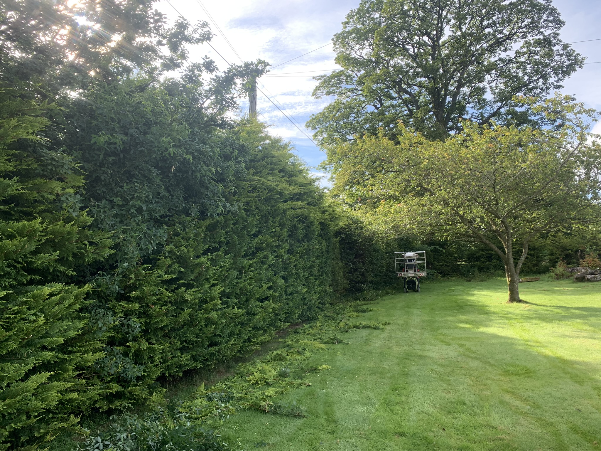 Gallery #49 A cherry picker platform positioned behind a neatly trimmed tall conifer hedge with fresh clippings on the lawn.