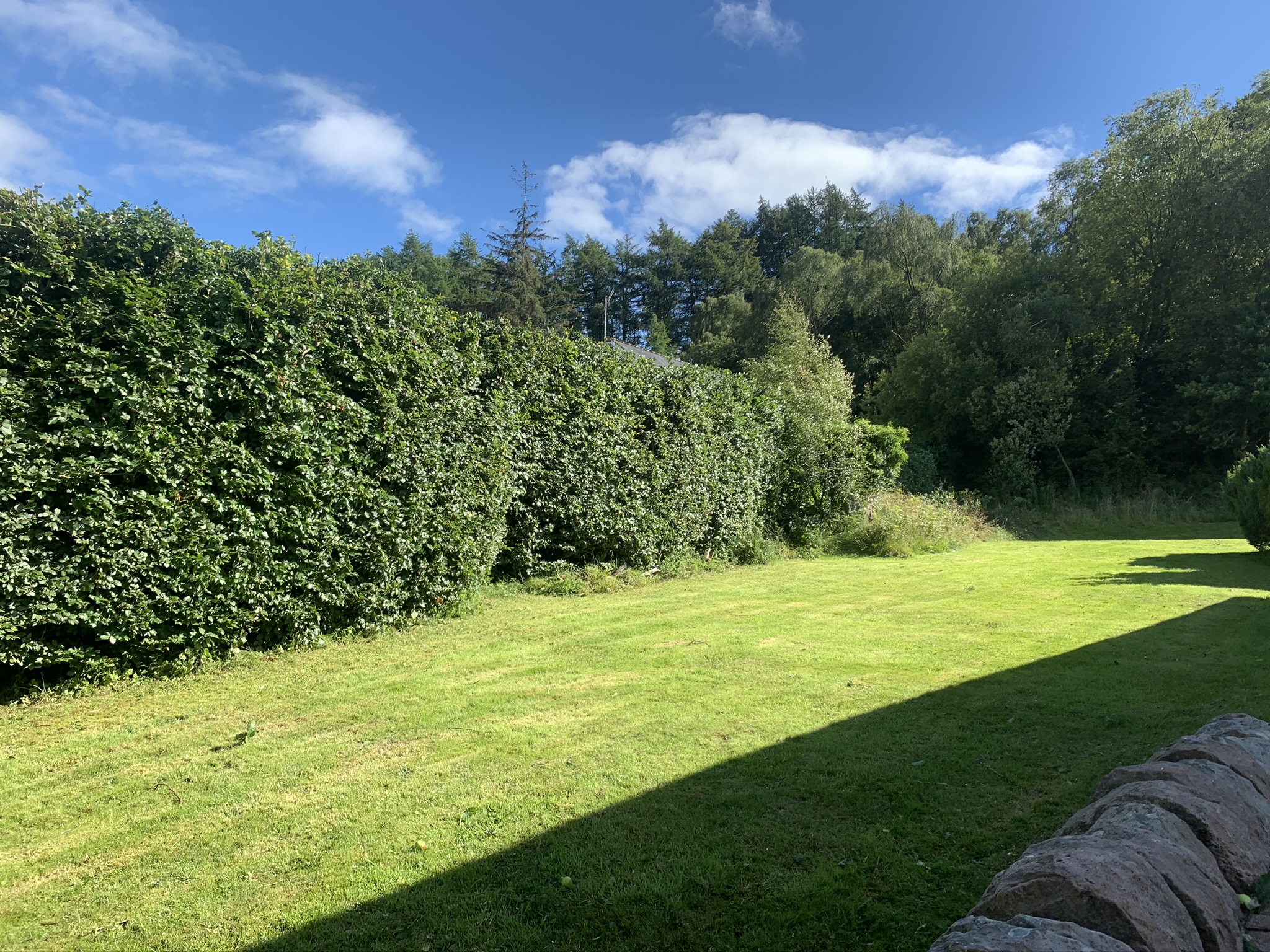Gallery #51 A neatly trimmed tall green hedge running alongside a mown lawn with woodland and a stone wall nearby.