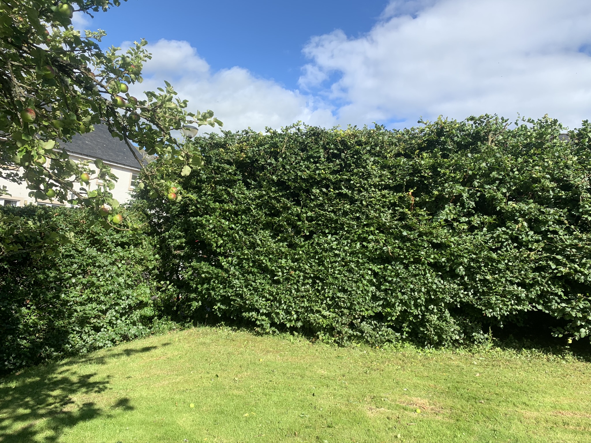 Gallery #52 A neatly trimmed garden hedge with an apple tree branch bearing small apples in the foreground.