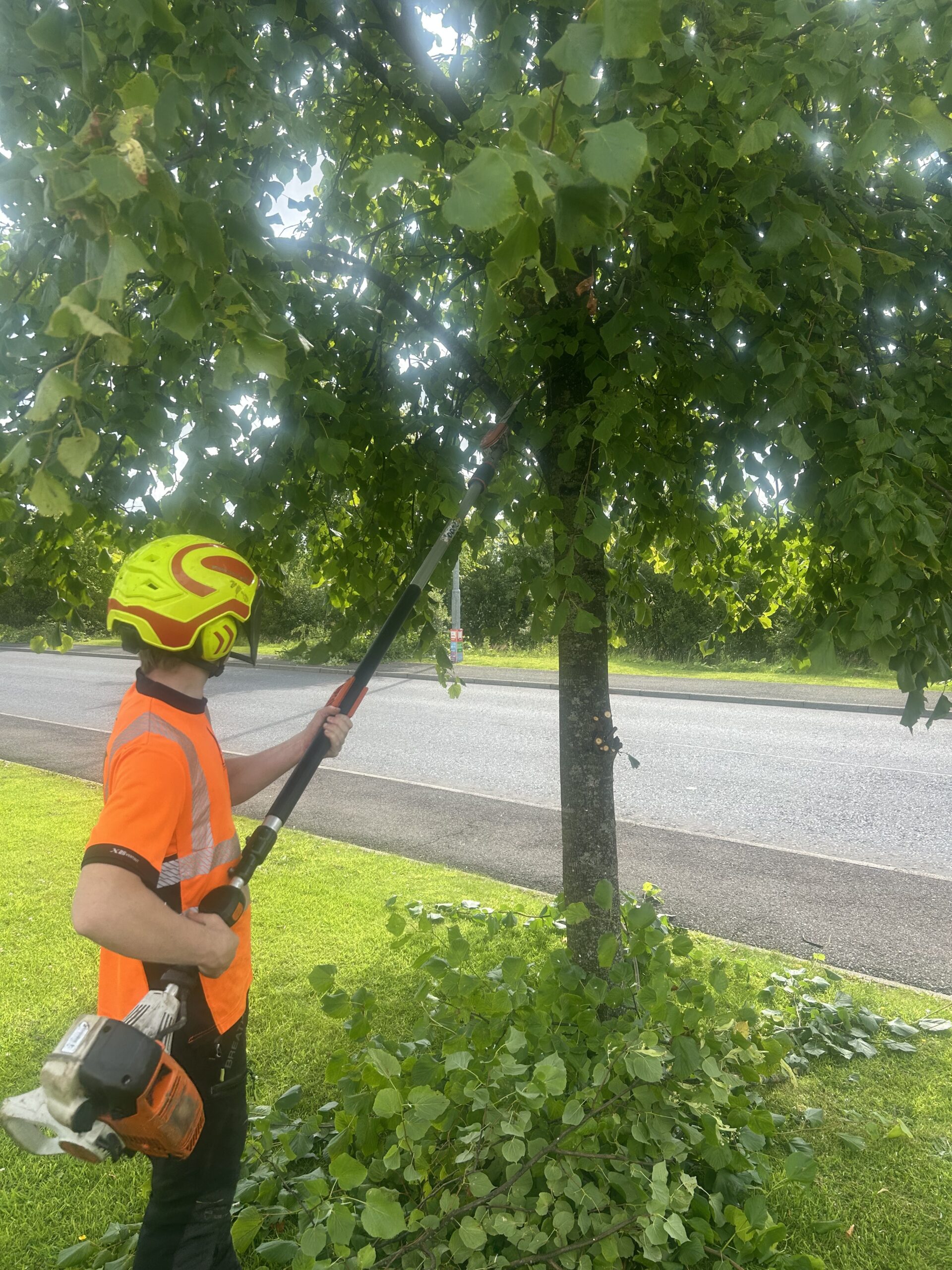 A tree surgeon in orange hi-vis uses a long pole pruner to trim branches on a roadside tree.